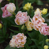 Tulip 'Fringed Koper'