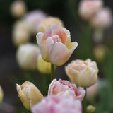 Tulip 'Fringed Koper'