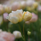Tulip 'Fringed Koper'