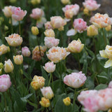 Tulip 'Fringed Koper'