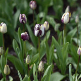 Tulip 'Insulinde'