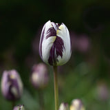 Tulip 'Insulinde'