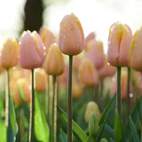 Tulip 'Mango Charm'