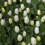 Tulip 'Maureen'