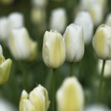 Tulip 'Maureen'