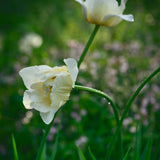 Tulip 'Silk Road'