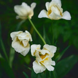 Tulip 'Silk Road'