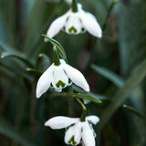Turkish Snowdrop