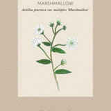 Yarrow 'Marshmallow'