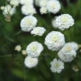 Yarrow 'Marshmallow'