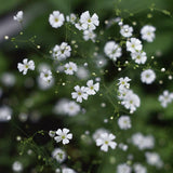 Baby's Breath 'Covent Garden'