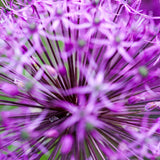 Allium 'Purple Sensation'
