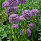 Allium 'Gladiator'