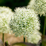 Allium 'Mount Everest'