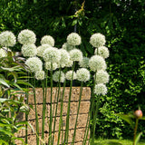 Allium 'Mount Everest'