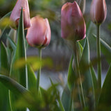 Tulip 'Apricot Delight'