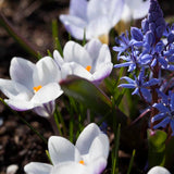 Crocus 'Blue Ice'