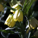 Fritillaria pallidiflora