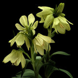 Fritillaria pallidiflora