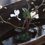 Flower Fakir Small