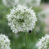 Allium 'Mount Everest'