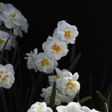 Daffodil 'Cheerfulness'