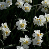 Daffodil 'Cheerfulness'