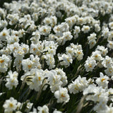 Daffodil 'Cheerfulness'