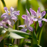 Chinonodoxa 'Pink Giant'