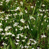 Scilla 'Alba'