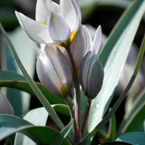 Tulip 'Polychroma'