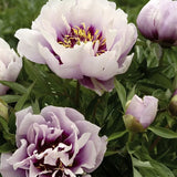 Peony (Itoh) 'Cora Louise' – Bare Root