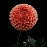 Dahlia 'Cornel Bronze'