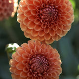 Dahlia 'Cornel Bronze'