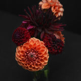 Dahlia 'Cornel Bronze'