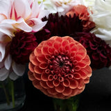 Dahlia 'Cornel Bronze'