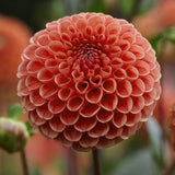 Dahlia 'Cornel Bronze'