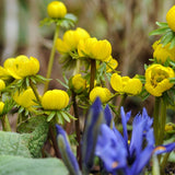 Eranthis hyemalis