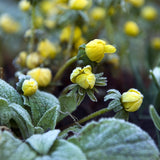 Eranthis hyemalis