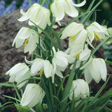 Fritillaria meleagris 'Alba'