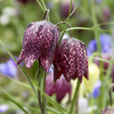 Fritillaria meleagris Mix