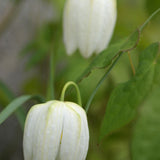 Fritillaria meleagris 'Alba'