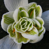 Double Snowdrop 'Flore Pleno'