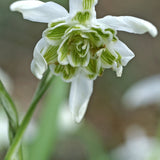 Double Snowdrop 'Flore Pleno'