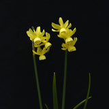 Daffodil 'Hawera'