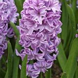 Hyacinth 'Splendid Cornelia'