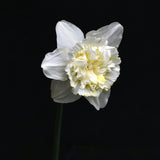 Daffodil 'Ice King' dubbel