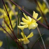 Daffodil 'Hawera'