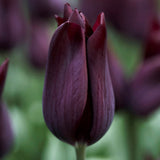 Tulip 'Havran'