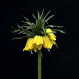 Fritillaria imperialis ’Lutea’